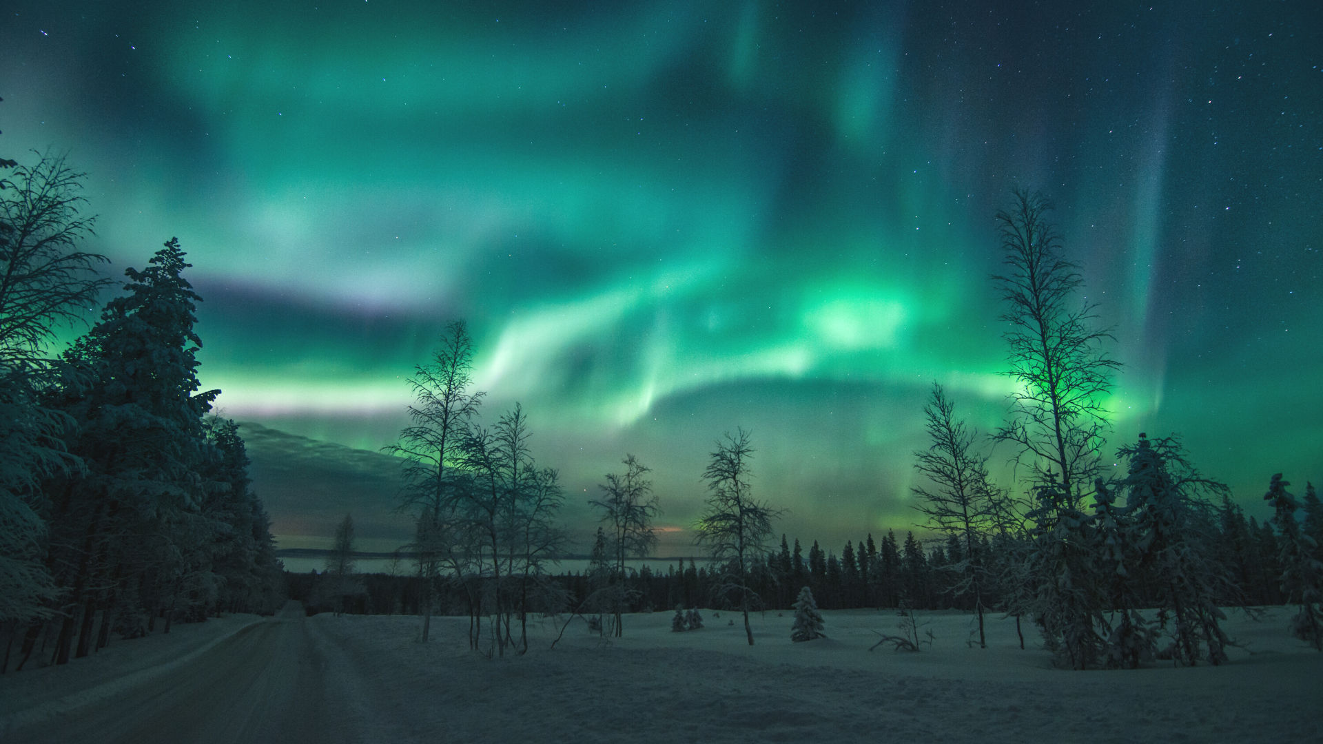 Talvinen öinen maisemakuva, puiden yllä taivaalla loistavat tähdet sekä revontulet.